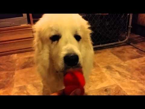 081315-Keido & his Kong