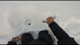 Ссылка