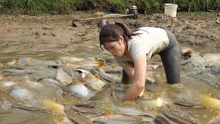 Nana used a pump to suck all the water out of the pond, Harvest many big fish, Goes to market sell
