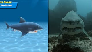 Don’t skip the shark 🦈 or regret it later 😱#hungry #shark #evolution #video #videofeed