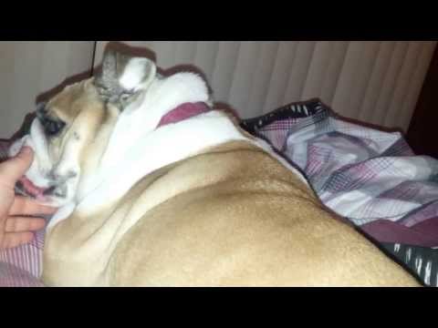 Attack of the land shark pig.