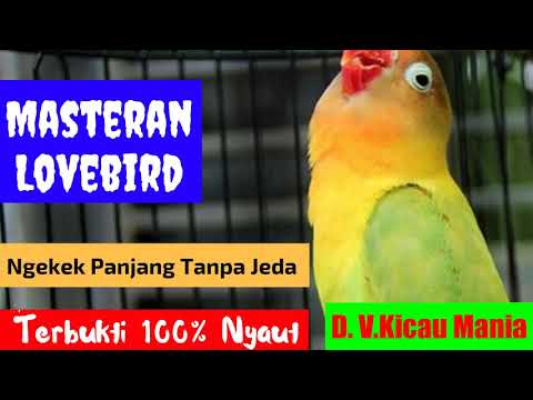 download lagu mp3 mp4 Audio Lovebird Ngekek Panjang Tanpa Jeda, download mp3 Audio Lovebird Ngekek Panjang Tanpa Jeda free downloadn, video klip Audio Lovebird Ngekek Panjang Tanpa Jeda