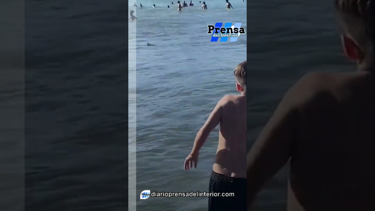 APARECIÓ UN TIBURÓN EN MAR DEL PLATA
