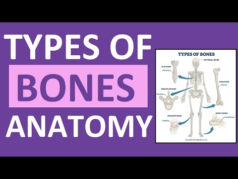 Types of Bones Anatomy: Long, Short, Flat, Irregular, Sesamoid, Sutural