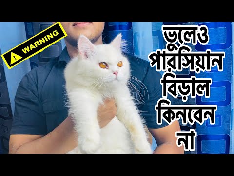 Don’t Buy A Persian Cat Before Watching This | Persian Cat Fraud Market | Katabon Pet Market | Kitty