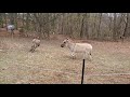 Pissed Donkeys