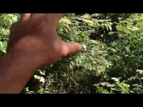 Polycultures and Guilds Ep2 - Grapes, Honeylocust and more!