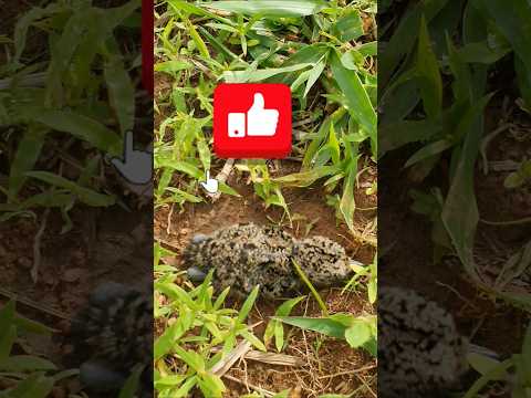 🙏🙏Deus abençoe a todos vocês meus amigos seguidores.  #shortsvideo #trilhandoeseaventurando