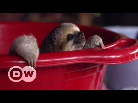 Sloth Sanctuary Suriname sequel: the whole story!