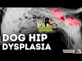 Natural Remedies For Hip Dysplasia