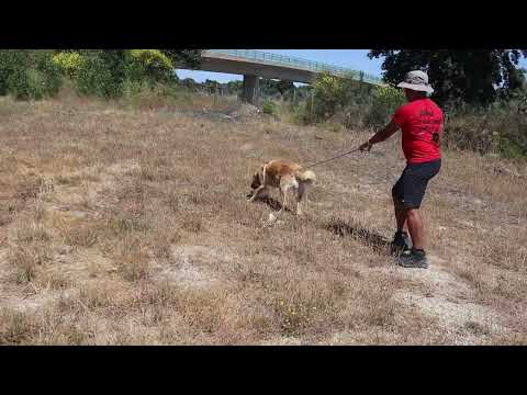 Vídeo de ROBINA
