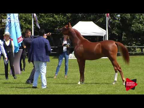 N.46 GALLIANO J - Ströhen 2017 C-Show - Yearling Colts (Class 6)