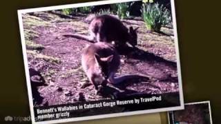 preview picture of video 'Cataract Gorge Reserve - Launceston, Tasmania, Australia'