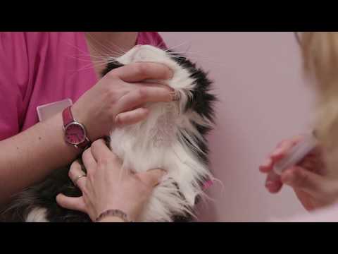 How to take a cat's blood sample