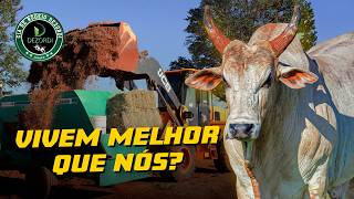 TRATAMENTO DE GIGANTES DA CIA DE RODEIO DEZORDI - (4K OFICIAL)