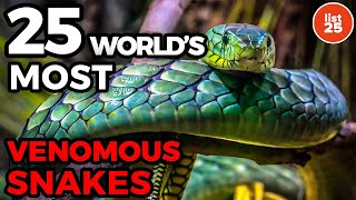 25 Of The World’s Most Venomous Snakes