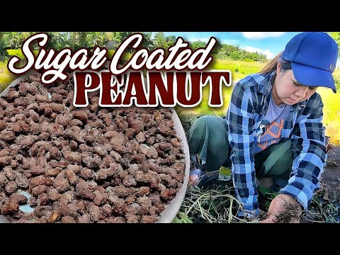 MANI HARVEST | Sugar Coated Peanut