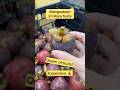 Mangosteen Queen Of Fruits Rare Unique Fruit Shorts