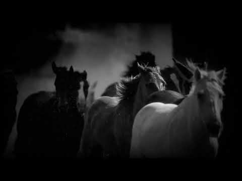 Benvol - Arabian Horse