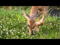 Deer with broken leg 