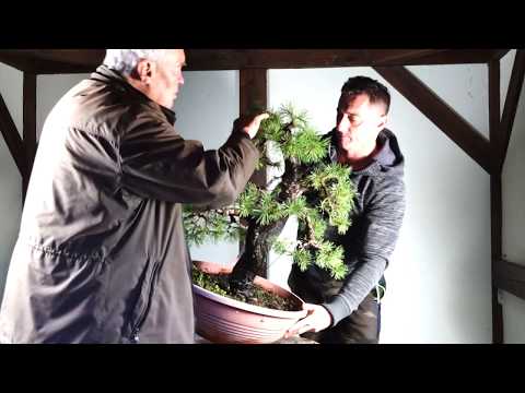 SandevBonsai 2019 - A very 'normal' Pinus sylvestris