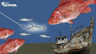 What Can We Catch 100 ft Deep in the Ocean? SHIPWRECK Bottom Fishing!