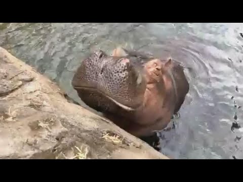 Watch: Hippo Handler At The Cincinnati Zoo Discusses Fiona The Hippo's 6th Birthday