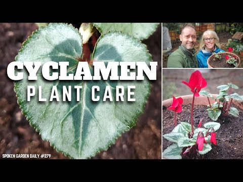 , title : '✔ Cyclamen Plant Care - SGD 279 ✔'