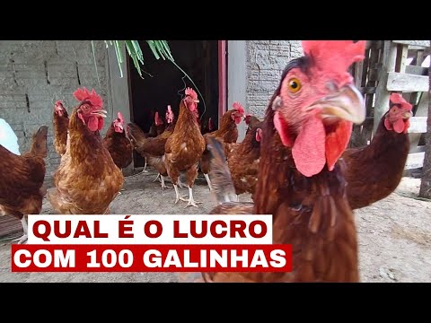 WHAT IS THE PROFIT OF 100 LAYING HENS? HOW MUCH CAN YOU EARN? WHAT IS THE COST?