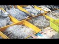 Cara Potong Ayam And Ikan Agar Cepat