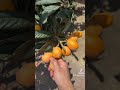 Loquat SZN