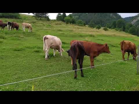 Trip to the mountains - Trzy Korony, The Dunajec river, Bachledova Dolina / vlog 1