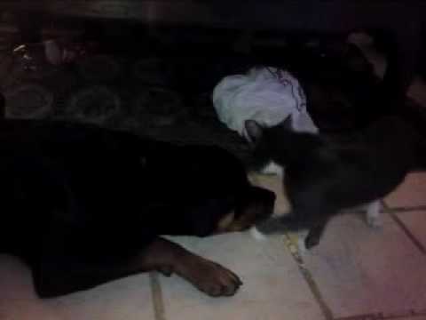 Cat attacks Rottweiler