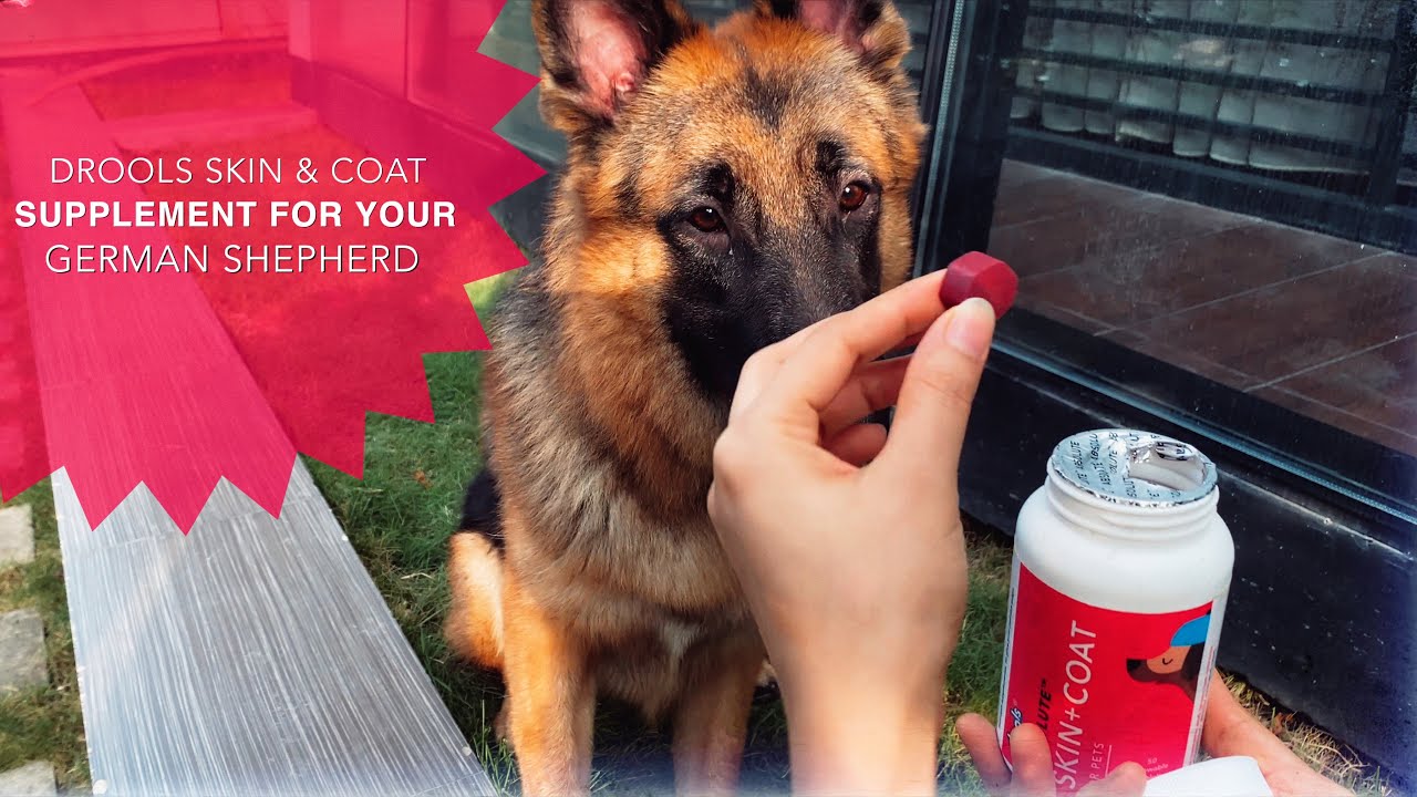Watch video Drools skin & coat supplement for your German Shepherd | 11 months old (Alveen) Now Drools skin & coat supplement for your German Shepherd | 11 months old (Alveen)