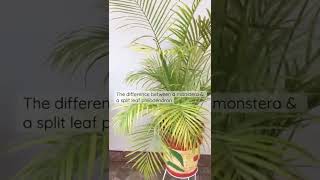 The difference between a monstera deliciosa & a split leaf philodendron