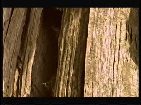 BBC Natural World 1999  The Millenium Oak