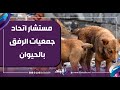 كيف ستنهي الدولة أزمة الكلاب الضالة دون الإضرار بالتوازن البيئي؟ -(فيديو)