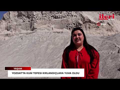 Yozgat'ta kum tepesi kırlangıçlara yuva oldu | İleri Gazetesi
