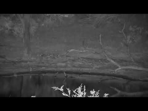 Djuma: Water Thick-knee and Blacksmith Lapwing - 09:35 - 10/10/2023