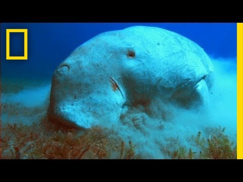 image-Are dugongs real?