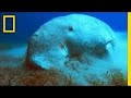 What In The World Is A Dugong National Geographic