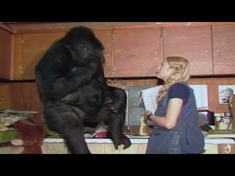 "Animals Like Us" Animal Language | Wildlife Documentary