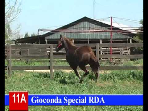 Lote 11-A: Gioconda Special RDA  - HARAS RINCON DEL AGUARA - LOS MONTEROS - 5-10-13