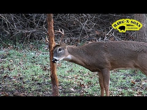 November 8 - 9 Self Filmed Deer Hunting - Rut Bucks Future World Class Rubbing Tree