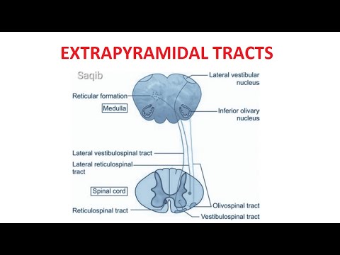 Extrapyramidal Tracts