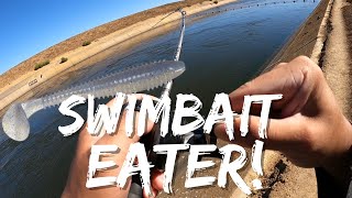 Striper Swimbait Fishing | CA Aqueduct Fall Fishing | Iu Mien Fishing
