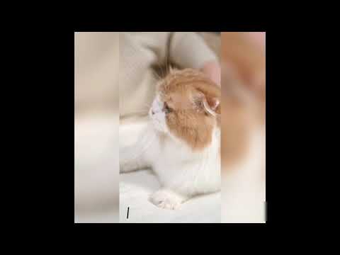 🥰cute baby cate WhatsApp status ❣️❣️💘💘🌼🌼cat status🌼🌼so cute#shorts #cat