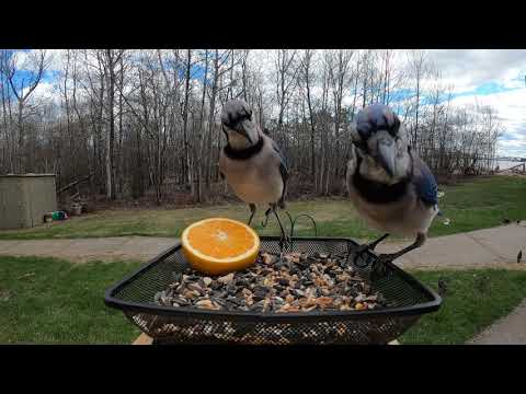 Blue Jays picking peanuts out of the tray.