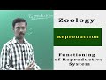 Zoology Human Body Excretion System Functioning Of Male Female Reproductive System