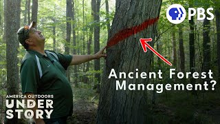 Can Ancient Wisdom Save the Forests